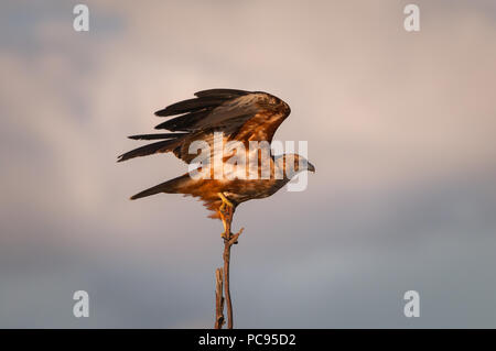 Juvenile Brahminy Kite spreading wings. Stock Photo