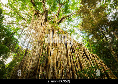 Famous Curtain Fig Tree in Atherton Tablelands. Stock Photo