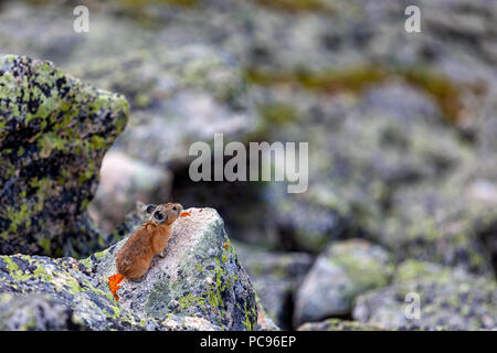 A close-up of a small cute brown mouse with large ears sits on a large brown stone rock in the mountains. Stock Photo