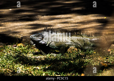 Brown iguana lizard standing on a rock in the middle of a city park in the capital of Martinique, Fort de France. Stock Photo