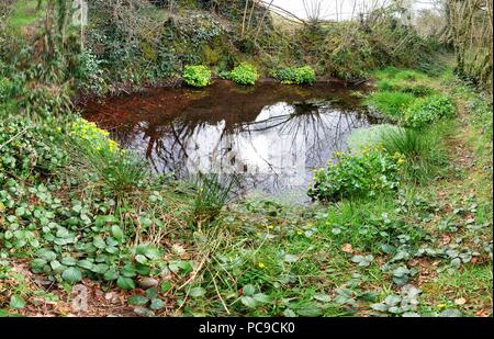 Pond in informal bog garden, private garden of British expatriates, Brittany Stock Photo