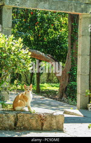 Stray ginger cat in the old town of Kotor, Montenegro, during a sunny afternoon, surrounded by the stone walls and green trees.  Picture of a ginger y Stock Photo