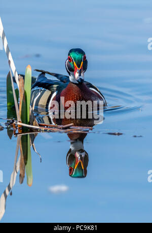 Wood duck (Aix sponsa) drake swimming past cattails in marsh with reflection in water. Stock Photo