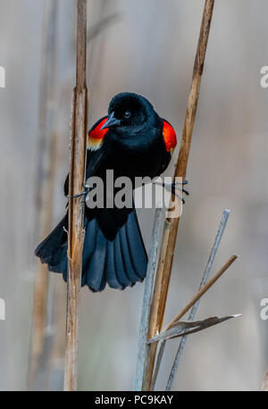 Close up of a male Red-winged Black Bird (Agelaius phoeniceus) perched between two cattails in a marsh. Stock Photo