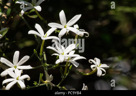 Azorian jasmine (Jasminum azoricum) plant in bloom Stock Photo