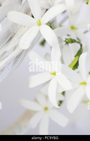 Azorian jasmine (Jasminum azoricum) flowers hanging from a basket Stock Photo