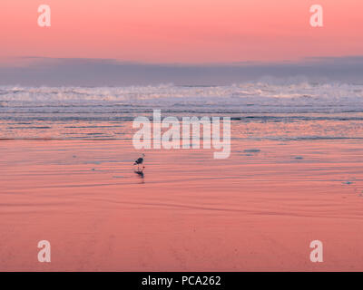 Bird walking on the wet sand of Manzanita Beach in Northern Oregon at colorful sunrise. Pink skies reflecting on the sand. Blurred waves and clouds. Stock Photo