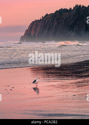 Vertical landscape of the Pacific Coast in Manzanita, Oregon. Seagull standing on the beach at low tide. Waves crashing down on the shore at pink dawn Stock Photo