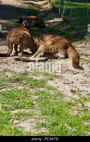 Kangaroo Rest Area: Cute furry brown kangaroo mother with the baby in her pouch in Victoria (Australia) close to Melbourne laying in the sun Stock Photo