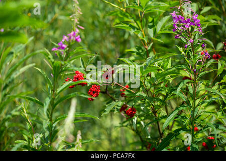 Bush of Red Elderberry. Sambucus racemosa is a species of elderberry known by the common names red elderberry and red-berried elder. Adoxaceae family Stock Photo
