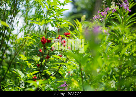 Bush of Red Elderberry. Sambucus racemosa is a species of elderberry known by the common names red elderberry and red-berried elder. Adoxaceae family Stock Photo