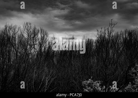 Silhouette dead tree  on dark dramatic grey sky and clouds background for  scary, death, and peace concept. Dragonfly on tree branch. Art and dramatic Stock Photo