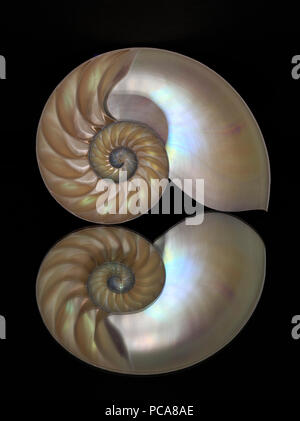 Nautilus shell on a mirror. Stock Photo