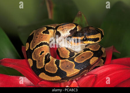 Ball python (Python regius) Stock Photo