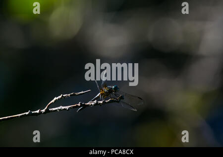 DragonFly sitting on a branch Stock Photo