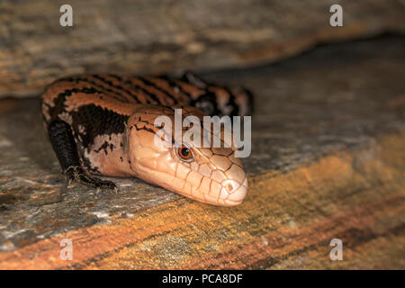 Halmahera blue tongue skink (Tiliqua gigas Stock Photo - Alamy