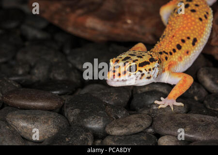 Leopard gecko (Eublepharis macularius), head close up Stock Photo