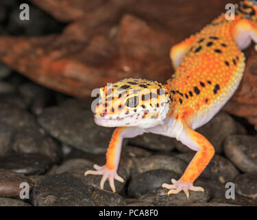 Leopard gecko (Eublepharis macularius), head close up Stock Photo