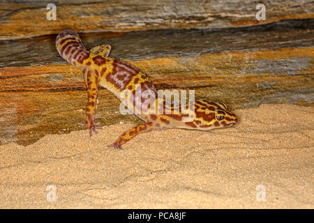 Leopard gecko (Eublepharis macularius) Stock Photo