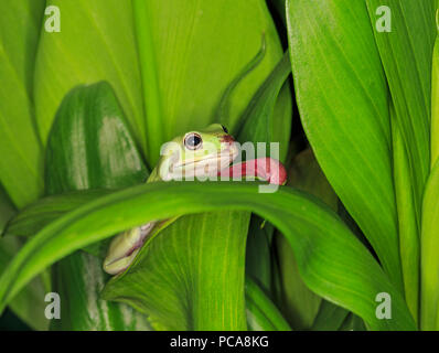 Australian dumpy tree frog or White's tree frog (Litoria caerulea) Stock Photo