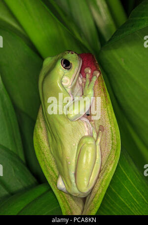 Australian dumpy tree frog or White's tree frog (Litoria caerulea) Stock Photo