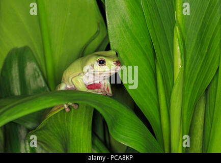 Australian dumpy tree frog or White's tree frog (Litoria caerulea) Stock Photo