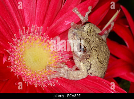 Grey tree frog (Hyla versicolor) on gerbera daisy Stock Photo