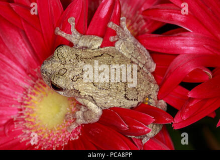 Grey tree frog (Hyla versicolor) on gerbera daisy Stock Photo