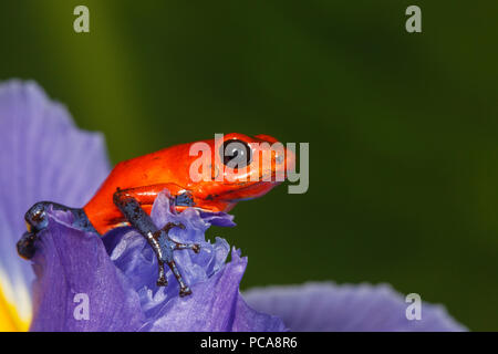 Nicaragua blue jean dart frog or Pumilio dart frog (Oophaga pumilio) on an iris Stock Photo