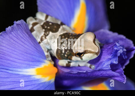 Amazon milk frogs (Trachycephalus resinifictrix) Stock Photo