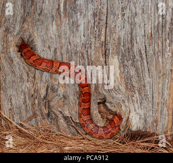 COrn snake (Pantherophis guttatus) crawling between two holes in an old weathered board. Stock Photo