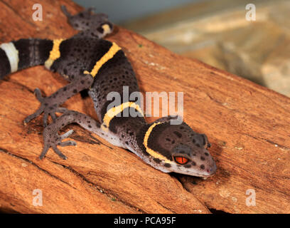 Chinese cave gecko (Goniurosaurus hainanensis) Stock Photo