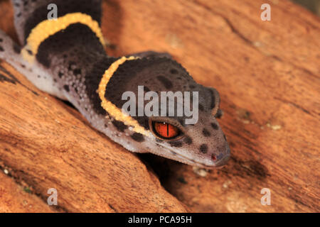 Chinese cave gecko (Goniurosaurus hainanensis) Stock Photo