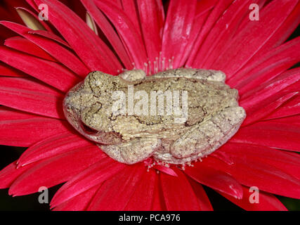 Grey tree frog (Hyla versicolor) on gerbera daisy Stock Photo