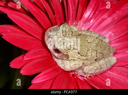 Grey tree frog (Hyla versicolor) on gerbera daisy Stock Photo