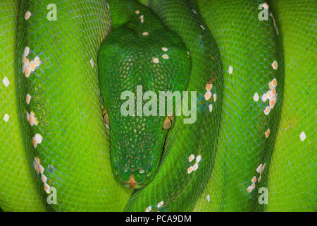 Green tree python ( (Morelia viridis) curled on tree branch. Stock Photo