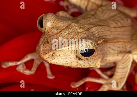 Borneo Eared Frog (Polypedates otilophus) on flower Stock Photo