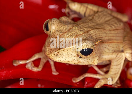 Borneo Eared Frog (Polypedates otilophus) on flower Stock Photo