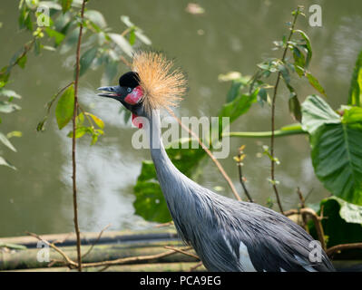 Black crowned crane Balearica pavonina bird close-up Stock Photo