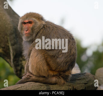 Taiwanese Formosan rock macaque monkey looking at sunset Stock Photo