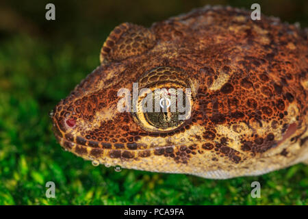 ocelot gecko (Paroedura pictus) Stock Photo