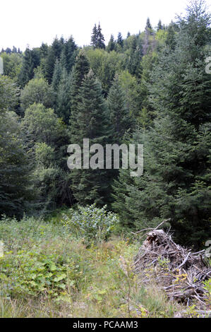 Western Rhodopes In the Forest, Western Rhodopes Mountains, Bulgaria Stock Photo - Alamy