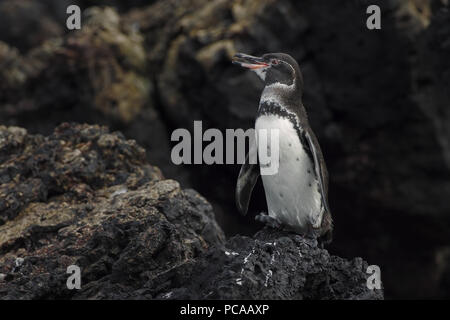 Galapagos penguin Stock Photo