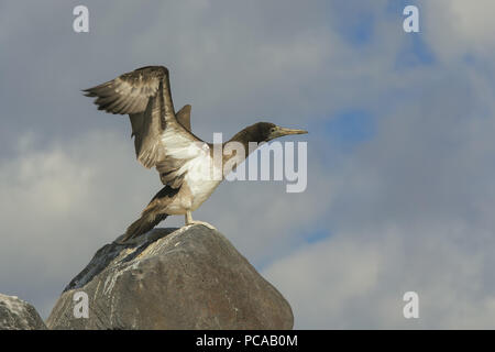 Blue-footed Booby Stock Photo