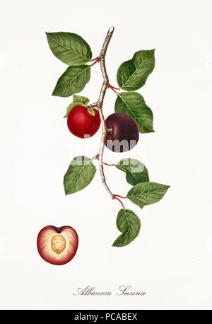 Red Apricot, known also as plum apricot, apricot tree leaves and fruit section with kernel isolated on white background. Old botanical illustration By Giorgio Gallesio publ. 1817, 1839 Pisa Italy Stock Photo