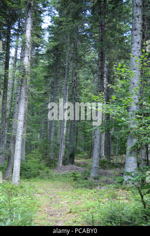 Western Rhodopes In the Forest, Western Rhodopes Mountains, Bulgaria Stock Photo - Alamy