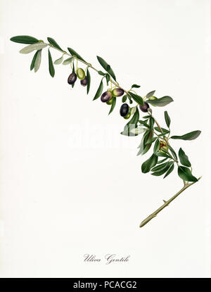 Isolated branch of olive tree, called Gentile olive, olive tree leaf on white background. Old botanical illustration realized with a detailed watercolor by Giorgio Gallesio on 1817,1839 Italy Stock Photo