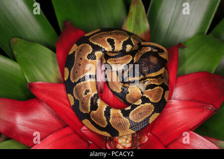 Ball python (Python regius) Stock Photo