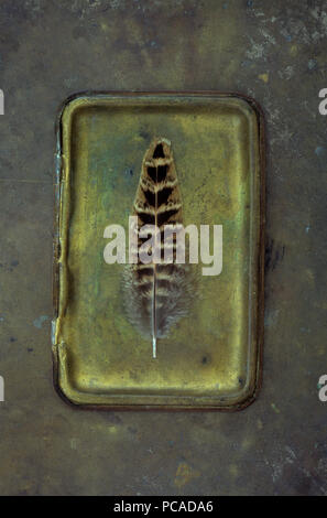Single pheasant feather with brown black and beige markings lying on brass lid Stock Photo