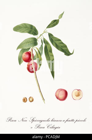 Two little rounded smooth red peaches on single branch and isolated fruit section and kernel. Old botanical detailed illustration by Giorgio Gallesio on 1817, 1839 Stock Photo